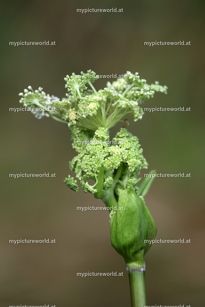 Wald-Engelwurz-002 | Das Bilderarchiv über Tiere, Planzen und Landschaften. In der Bilddatenbank finden Sie ein große Auswahl an hochwertigen Bilder für Ihre Werbung - Realisiert mit Pictrs.com
