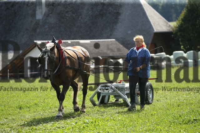 Leistungsprüfung_Sankt Märgen_2022_KN_06_Lissy (2) | Alle Fotos der Reiterjournal Fotografin Doris Matthaes im Reiterjournal Online-Fotoshop. - Realisiert mit Pictrs.com