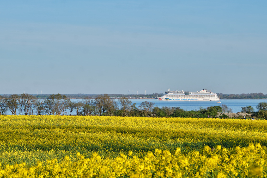 Aidabella im Raps_1 | Entdecken Sie hochwertige Fotoprodukte für Ihr Zuhause, Büro oder als besonderes Geschenk.rpixel.de bietet Ihnen exklusive Fotografien aus den Bereichen Natur, Landschaft und Motiven vom Meer.Einfach direkt im Online-Shop bestellen. - Realisiert mit Pictrs.com