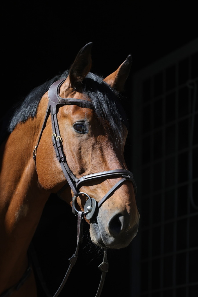 0P6A8071 | Willkommen bei Brunnmayr - Design & Fotografie – Ihrem Spezialisten für Reitturniere und Pferdeveranstaltungen in Oberösterreich, Salzburg und Bayern! Seit über 17 Jahren sind wir leidenschaftlich dabei.