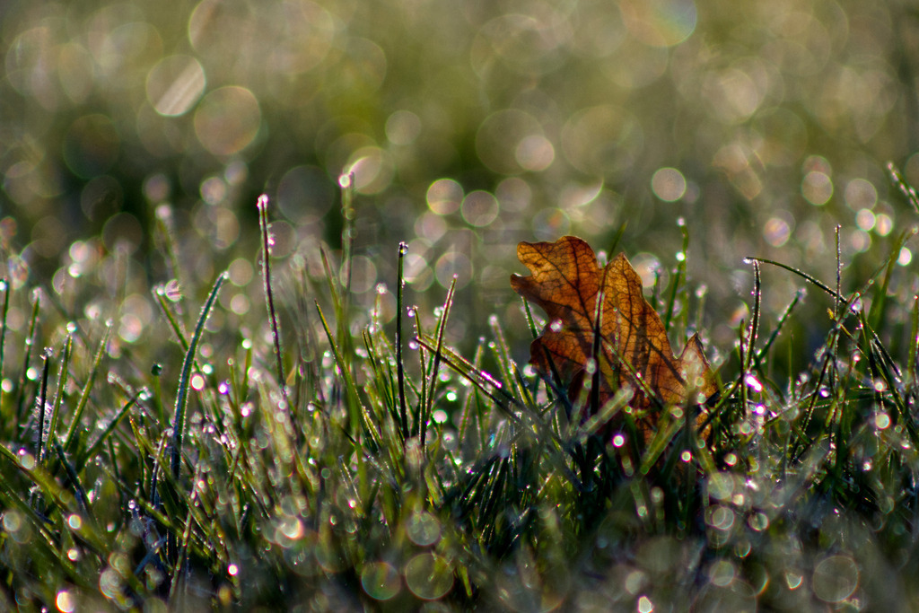 Herbstblatt im Morgentau | Auswahl von hochwertigen Fotos für Web, Social Media und Print. Hier können Sie auch Ihre eigenen Fotos hochladen und günstig auf die vielfältigsten Trägermaterialien drucken lassen. - Realisiert mit Pictrs.com