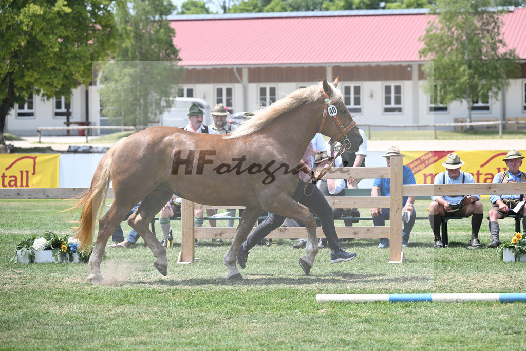 Kat-Nr. 40 Una_Lichtenegger_20230618 | hf-fotografie - Realisiert mit Pictrs.com