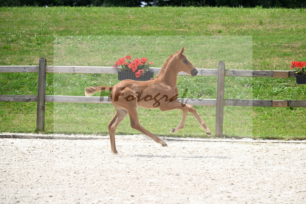 Kat-Nr. 27 Vitalos x De Niro_SF_Eder_15250754 | hf-fotografie - Realizzato con Pictrs.com