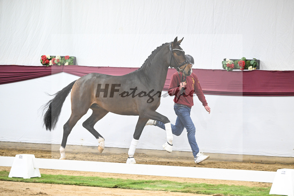 Kat-Nr. 70 Valdiviani x Fuerstenball_Joachim Weil_47252576 | hf-fotografie - Realisiert mit Pictrs.com