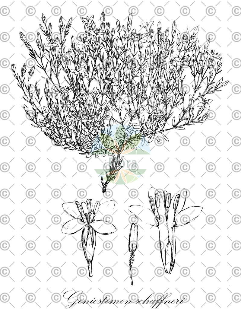 HistAbb_wfo-0000696286_2_ENZY_Simple | Historische Abbildung von Geniostemon schaffneri - Gentianaceae | Historical Illustration of Geniostemon schaffneri - Gentianaceae