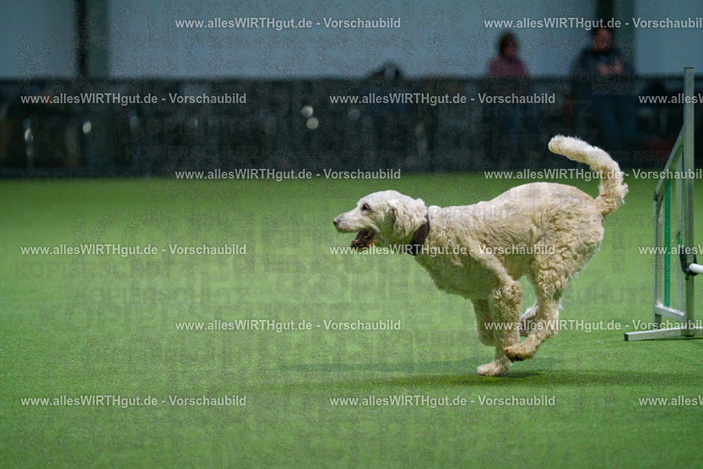 7R500794 | Professionelle Tierfotografie in Mönchengladbach von Daniel Wirth (allesWIRTHgut). Liebevolle & natürliche Bilder von Hunden & Katzen für unvergessliche Erinnerungen.