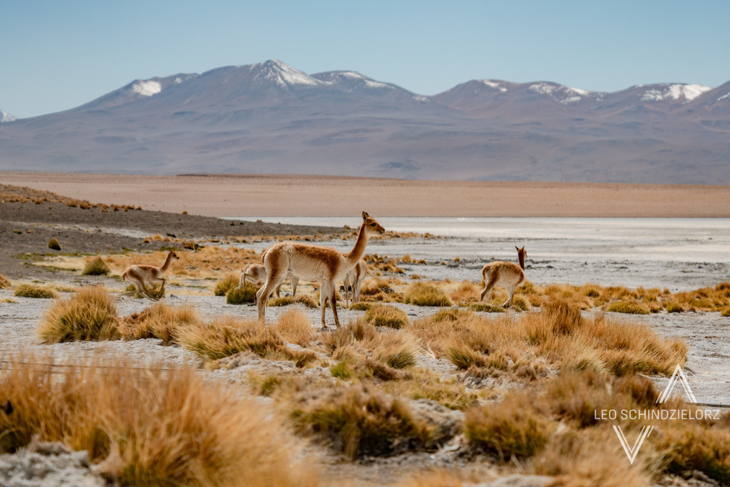 10_Fotografie_Leo_Schindzielorz_BOL_Uyuni_20240414__A650055_org | Atmosphärische Landschaftsbilder & Drohnenaufnahmen aus dem Allgäu, Tirol, Südtirol & der Schweiz – ideal für Leinwanddrucke & zur stilvollen Raumgestaltung. - Realisiert mit Pictrs.com