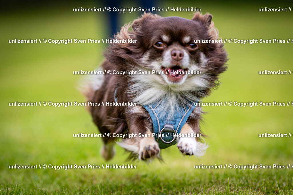 Sven Pries | 2024-09-22 - Hunderennen Baden-BadenPudelverein - Realisiert mit Pictrs.com