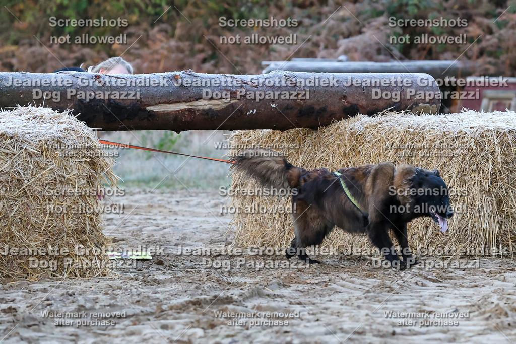 Dog Paparazzi - Strongdog 10-25-54 | Dog Paparazzi Jeanette Grottendiek Fotografie & Videografie - Realisiert mit Pictrs.com