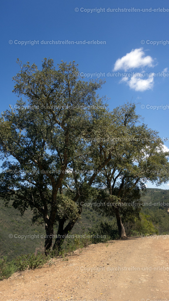 Von Bäumen gesäumter Forstweg nahe Cortelha, Serra do Caldeirão, Algarve | Von Bäumen gesäumter Forstweg nahe Cortelha, Serra do Caldeirão, Algarve - Realisiert mit Pictrs.com