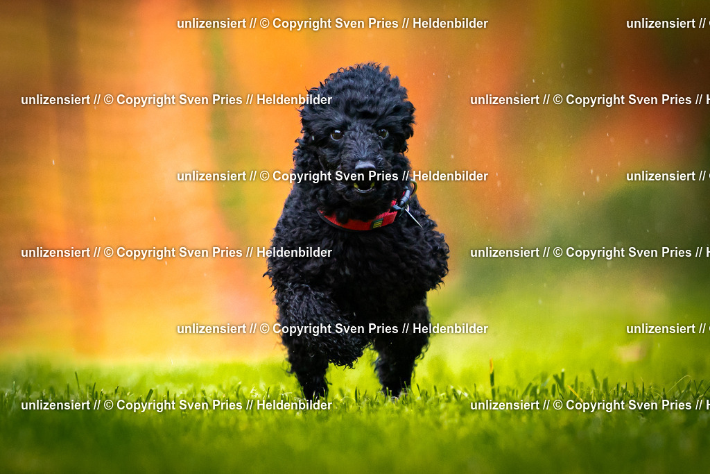 Sven Pries | 2025-09-21 - Hunderennen Baden-Oos - Realisiert mit Pictrs.com