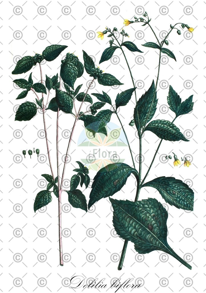 HistAbb_wfo-0000831516_1_ENZY_Simple | Historische Abbildung von Delilia biflora - Asteraceae | Historical Illustration of Delilia biflora - Asteraceae