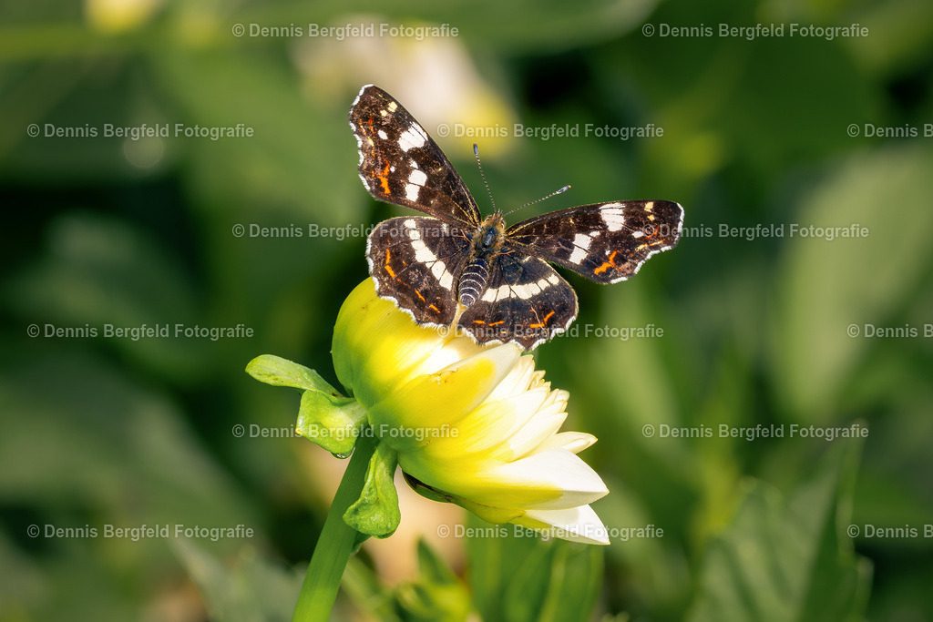 Schmetterling 2 | Entdecken Sie Natur, Makro und Tierfotografie von Dennis Bergfeld.Besondere Momente und Details der Natur, hochwertig als Foto und Wandbild erhältlich. - Realisiert mit Pictrs.com