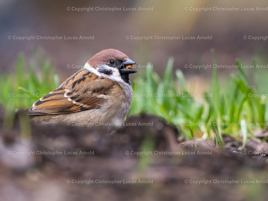 Feldsperling | bildkomponist - Realisiert mit Pictrs.com