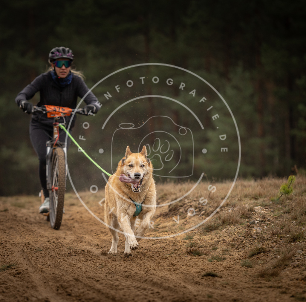 Pfotenfotografie_DV3A4641 | Hundefotografie, Tierfotograf, Pfotenfotografie, Fotoshooting Hund, Hunde Portrait, Hundesport, Hundeportraits, Heideshooting, Hunde, Sportfotograf, Hundefotograf, Turnierhundsport, THS,  - Realisiert mit Pictrs.com