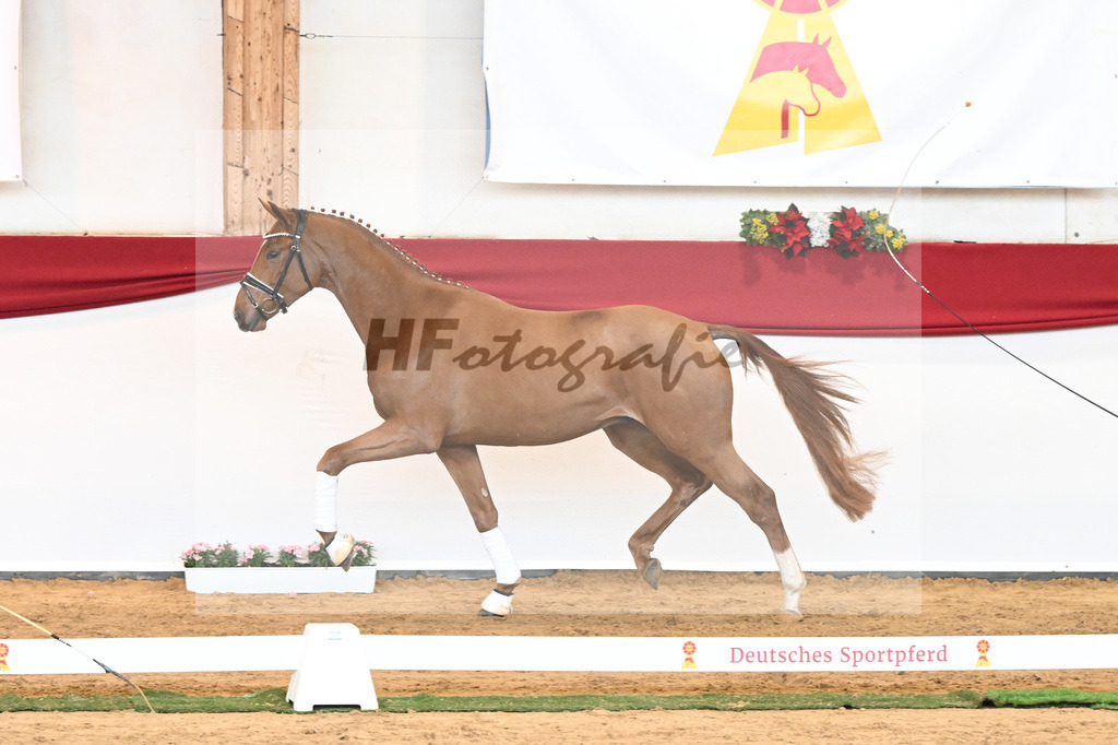 Kat-Nr. 53 Va Bene x Locksley III_Albert_43230943 | hf-fotografie - Realisiert mit Pictrs.com