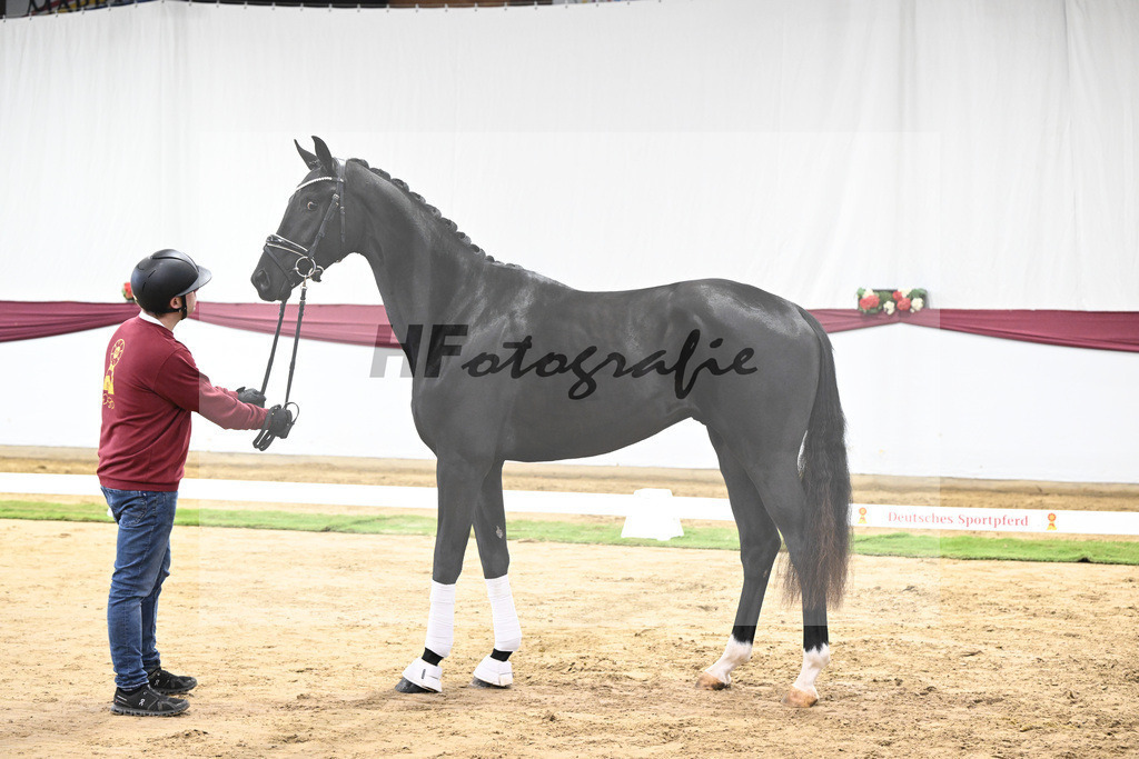 Kat-Nr. 65 Zalando x Fuerstenball_Gestuet Dobel_47252441 | hf-fotografie - Realisiert mit Pictrs.com