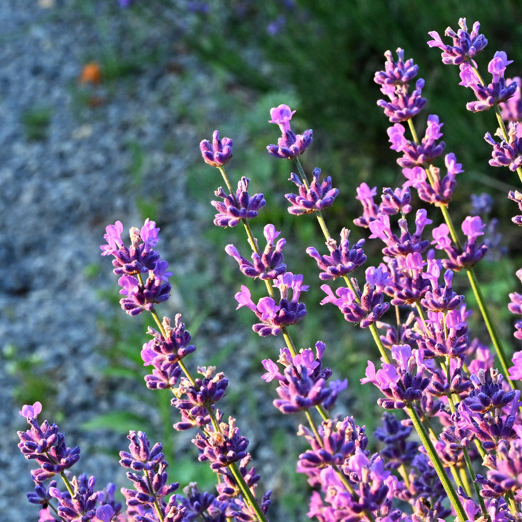 Lavendel01q | lucisnaturbilder - Realisiert mit Pictrs.com