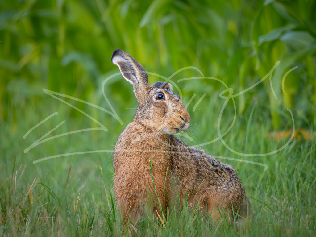Psychohase | Naturschönheiten aus Deutschland. Pflanzen und Tiere, Insekten und Naturschauspiele. Alle schönen Details, die uns umgeben, fotografiert von Michi Moc.  - Realisiert mit Pictrs.com