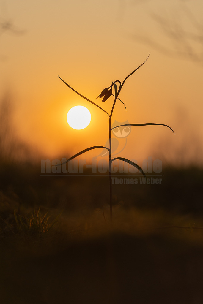 20220324190516 | Die Schachblume (Fritillaria meleagris), auch Schachbrettblume oder Kiebitzei genannt, ist eine Pflanzenart aus der Familie der Liliengewächse (Liliaceae). - Realisiert mit Pictrs.com