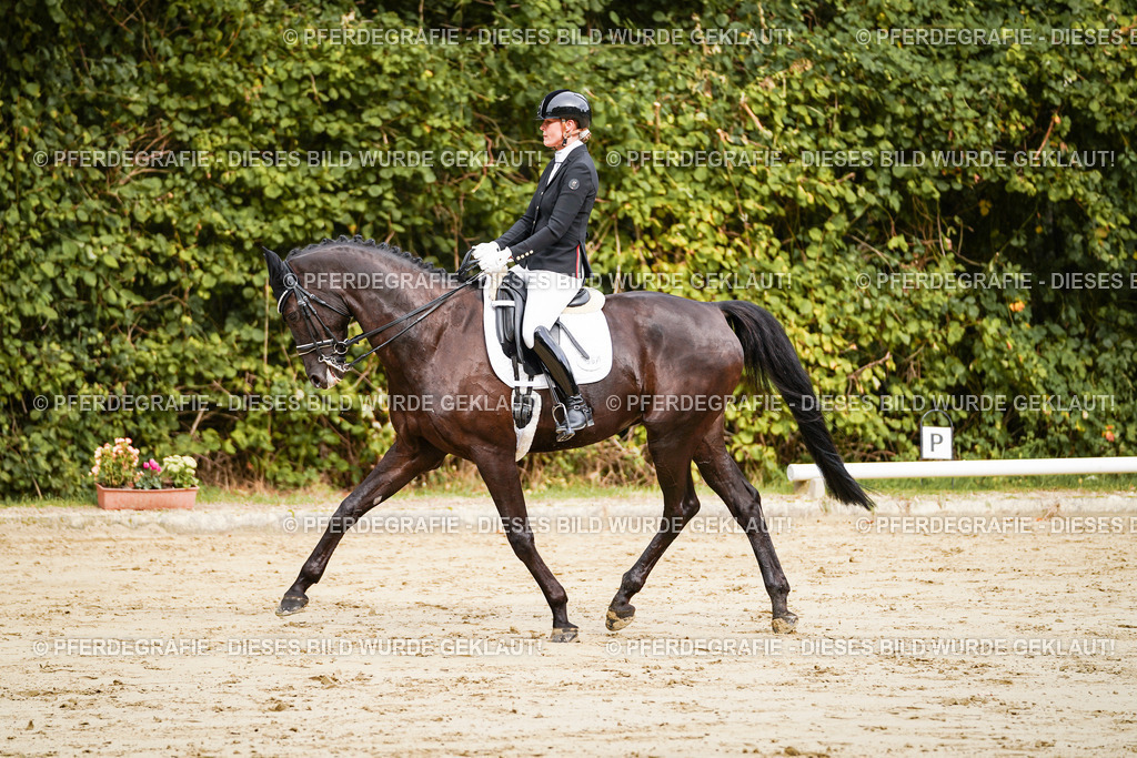 DSC02162 | Pferdegrafie