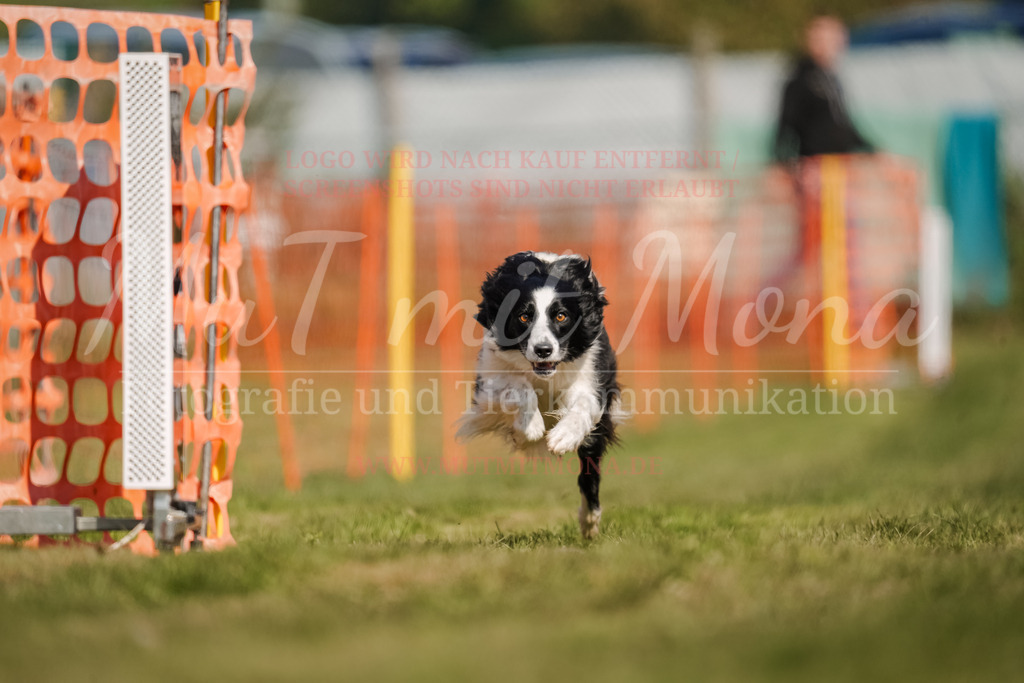 20250928_Hunderennen-499 | MuT (Mensch und Tier) mit Mona - Fotografie und Tierkommunikation - Realisiert mit Pictrs.com
