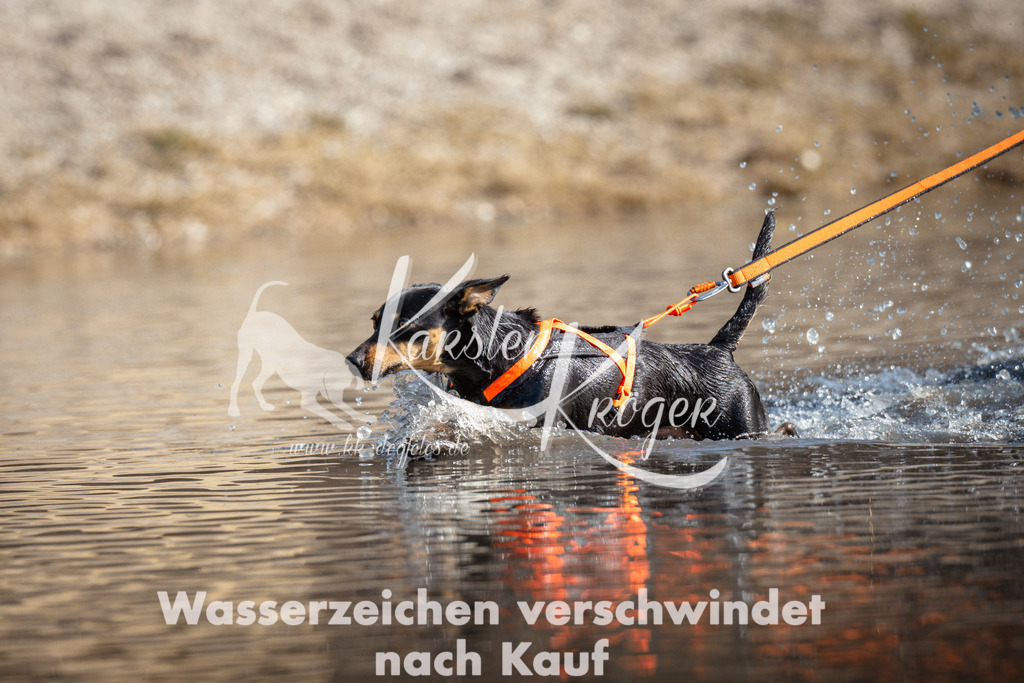 1157_ZZ97678 | kk-dogfotos