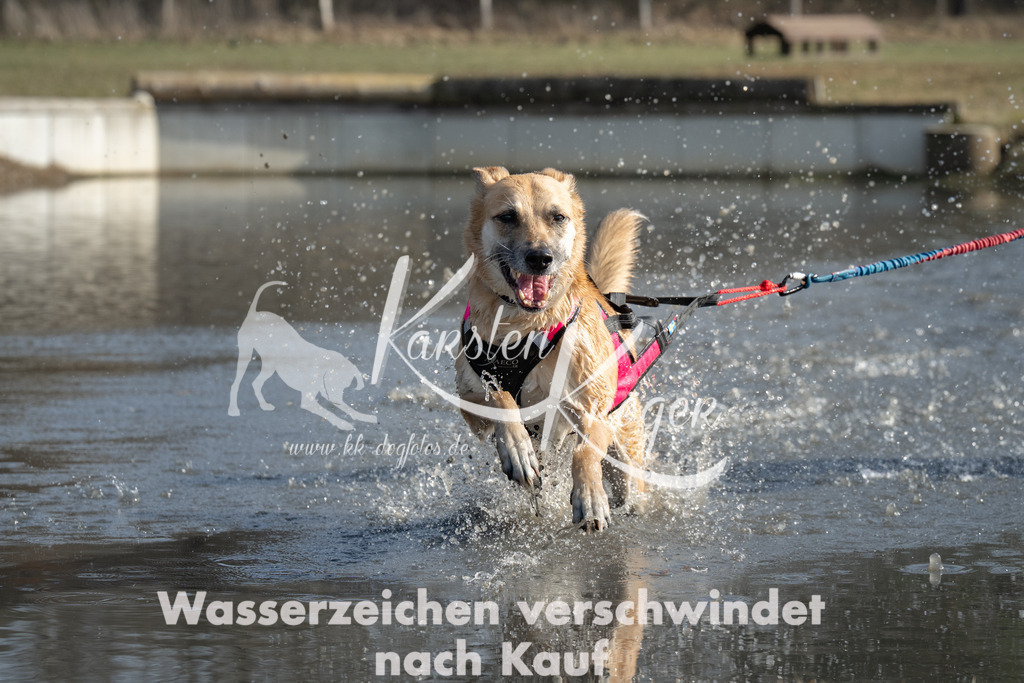 1314_ZZ95382 | kk-dogfotos