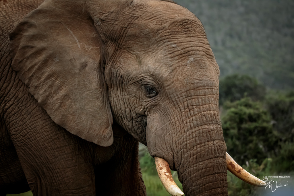 20231010-170755 SOUTHAFRIKA_-1 | Herzlich willkommen auf meiner Seite! Ich bin Elke Wallnisch, Deine Fotografin für lichtstarke Momente. Der Name steht für alles, was mich mit der Fotografie verbindet: Das Licht und seine machtvolle Wirkung auf eine Situation oder unsere Stimmung - Realisiert mit Pictrs.com