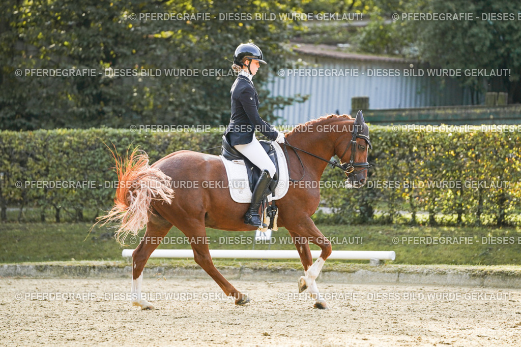 DSC04601 | Pferdegrafie