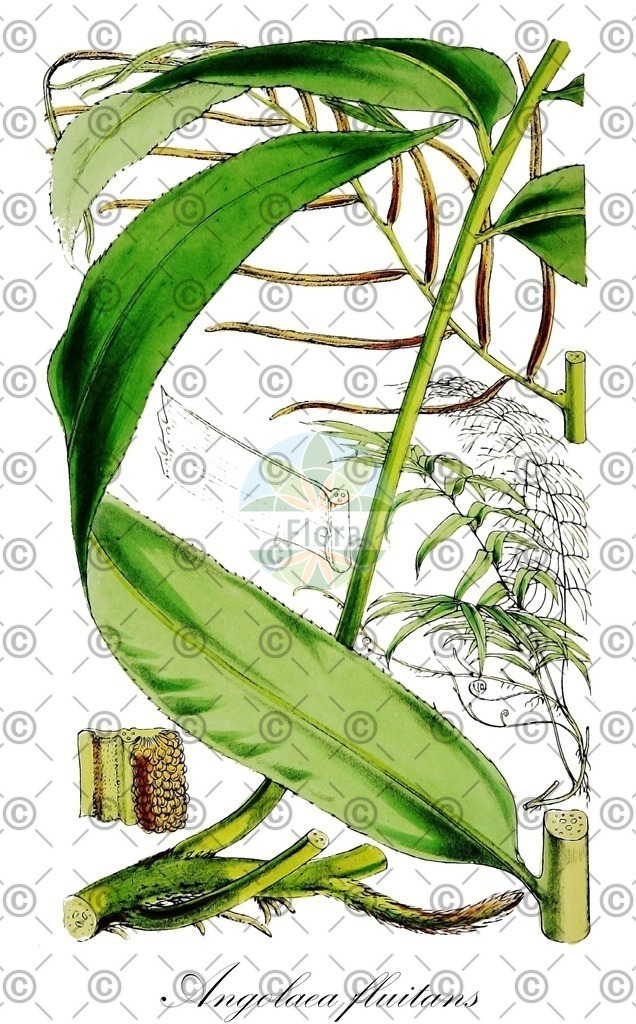 HistAbb_wfo-0000536542_424_ENZY_Simple | Historische Abbildung von Angolaea fluitans - Podostemaceae | Historical Illustration of Angolaea fluitans - Podostemaceae