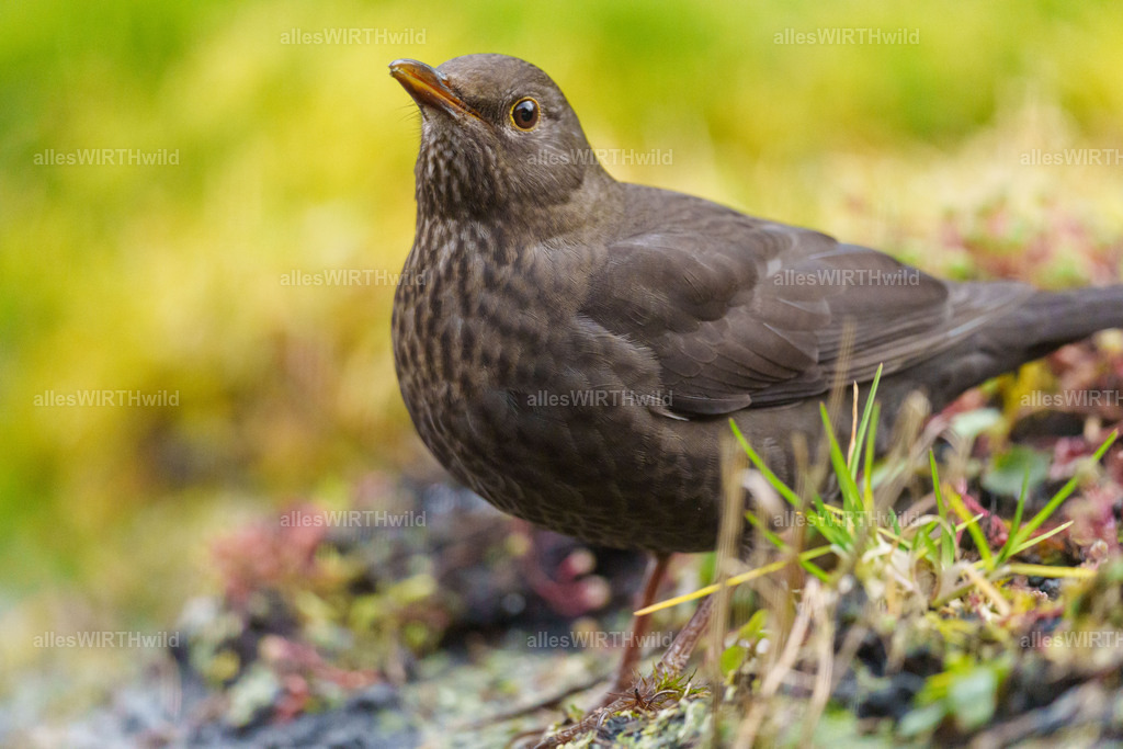 Daniel Wirth - www.allesWIRTHwild.de -7IV03307 | Entdecke die faszinierende Welt der Natur- und Wildlife-Fotografie von Daniel und Bärbel. Inspirierende Bilder von wilden Tieren und kleinen Naturwundern.