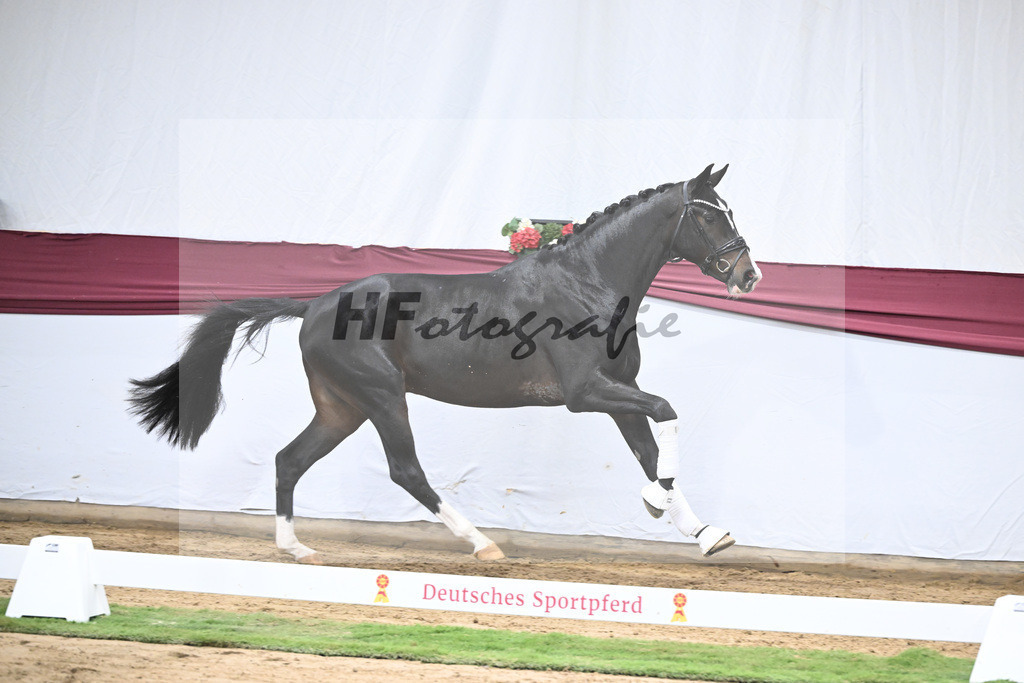 Kat-Nr. 33 Negro x Quaterback_Stefan Holtwiesche_47251133 | hf-fotografie - Realisiert mit Pictrs.com