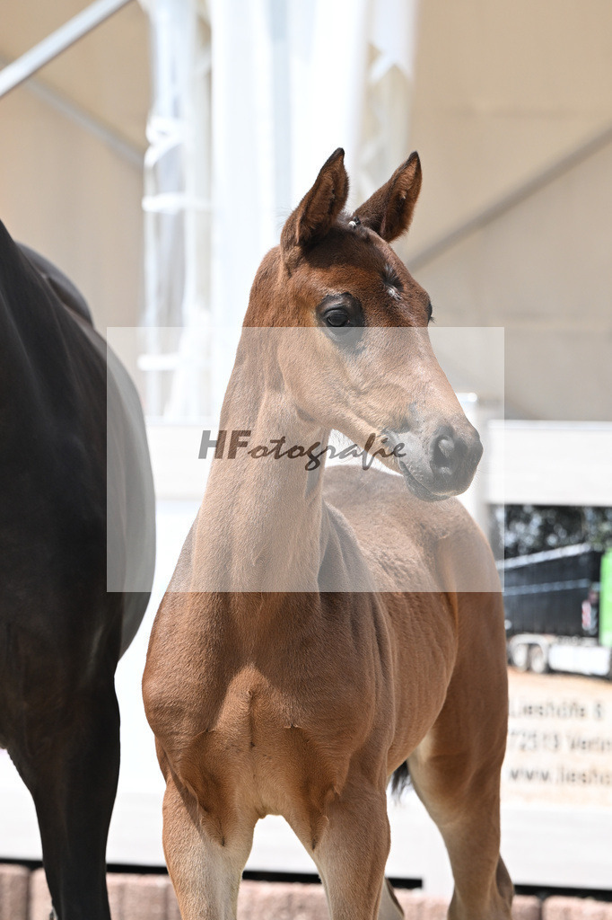 Vitalos x Lord Leopold_SF_Strohmeier_12250883 | hf-fotografie - Realisiert mit Pictrs.com