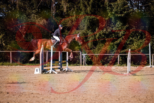 2026_10_03_Siefer-Hof_155630_Z81_76101676 | Professionelle Reitsport-, Turnier- und Eventfotografie von Robert Broda. Galerien mit ausgewählten und bearbeiteten Bildern direkt online ansehen und bestellen.
