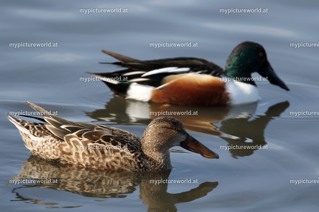 Löffelente-026 | Das Bilderarchiv über Tiere, Planzen und Landschaften. In der Bilddatenbank finden Sie ein große Auswahl an hochwertigen Bilder für Ihre Werbung - Realisiert mit Pictrs.com