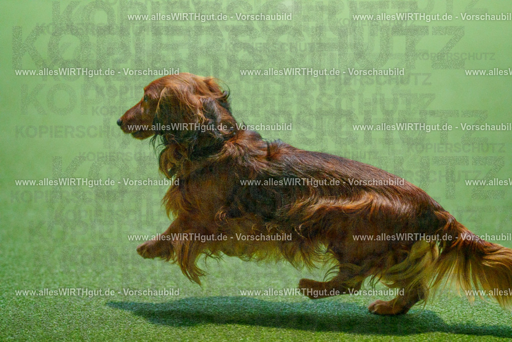 7R503676 | Professionelle Tierfotografie in Mönchengladbach von Daniel Wirth (allesWIRTHgut). Liebevolle & natürliche Bilder von Hunden & Katzen für unvergessliche Erinnerungen.