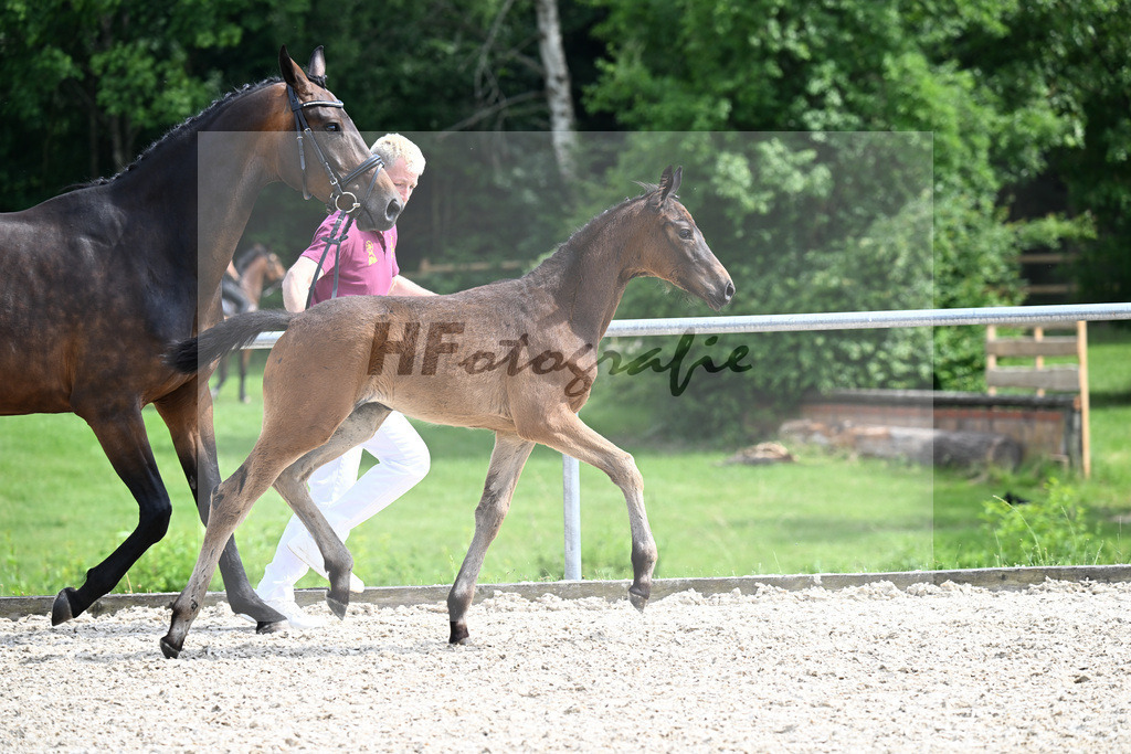 Kat-Nr. 5 Diamantenglanz x Sandro Hit_SF_Lechner_17250648 | hf-fotografie - Realizzato con Pictrs.com