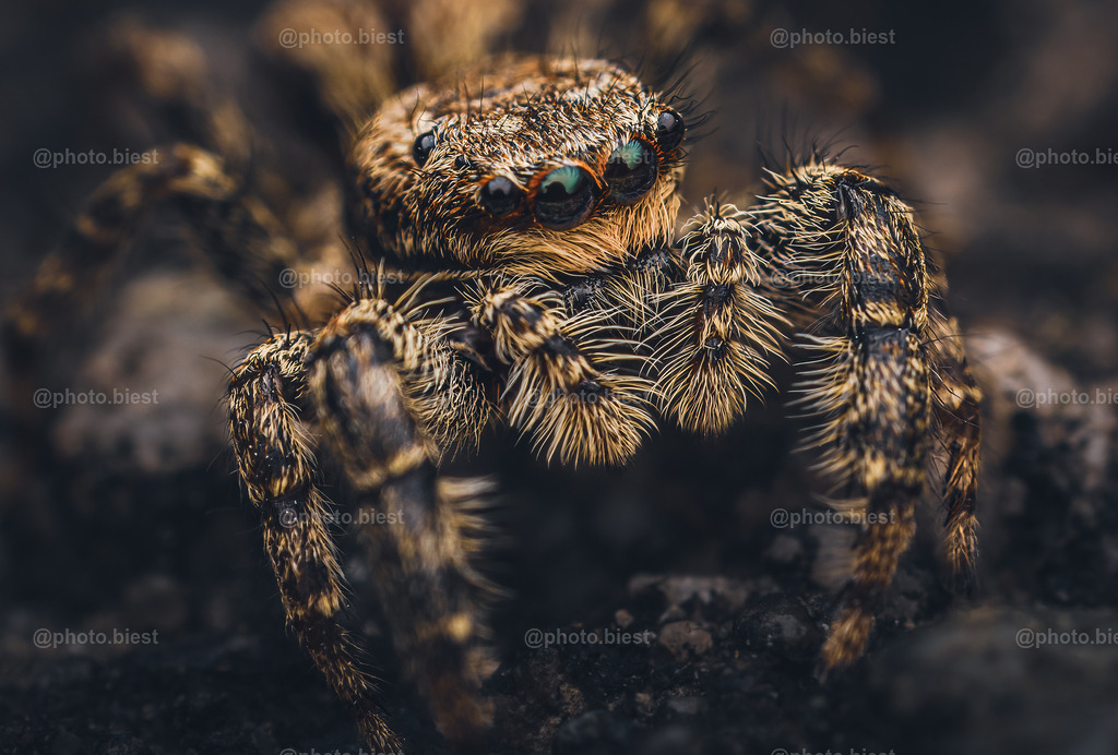 Little Spidey | Eine kleine, niedliche Springspinne. - Realisiert mit Pictrs.com