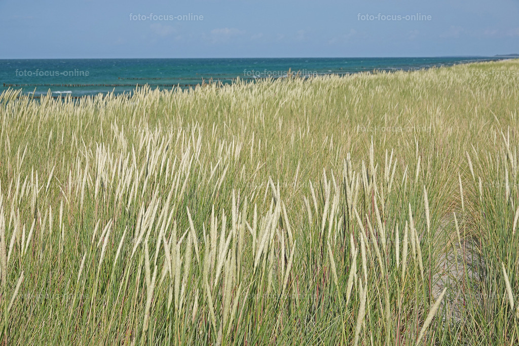 North Beach, Darß | foto-focus-online
