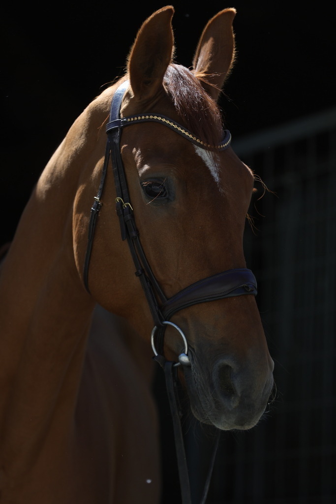 0P6A8943 | Willkommen bei Brunnmayr - Design & Fotografie – Ihrem Spezialisten für Reitturniere und Pferdeveranstaltungen in Oberösterreich, Salzburg und Bayern! Seit über 17 Jahren sind wir leidenschaftlich dabei.