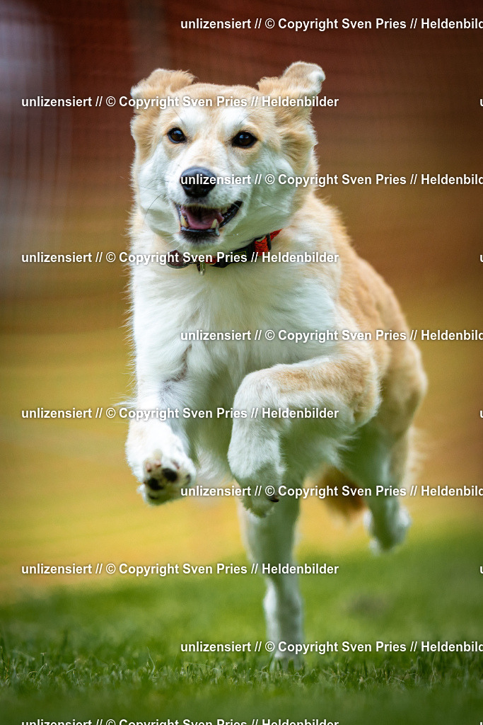 Sven Pries | 2025-09-21 - Hunderennen Baden-Oos - Realisiert mit Pictrs.com