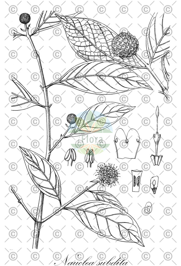 HistAbb_wfo-0001272929_1_ENZY_Simple | Historische Abbildung von Nauclea subdita - Rubiaceae | Historical Illustration of Nauclea subdita - Rubiaceae