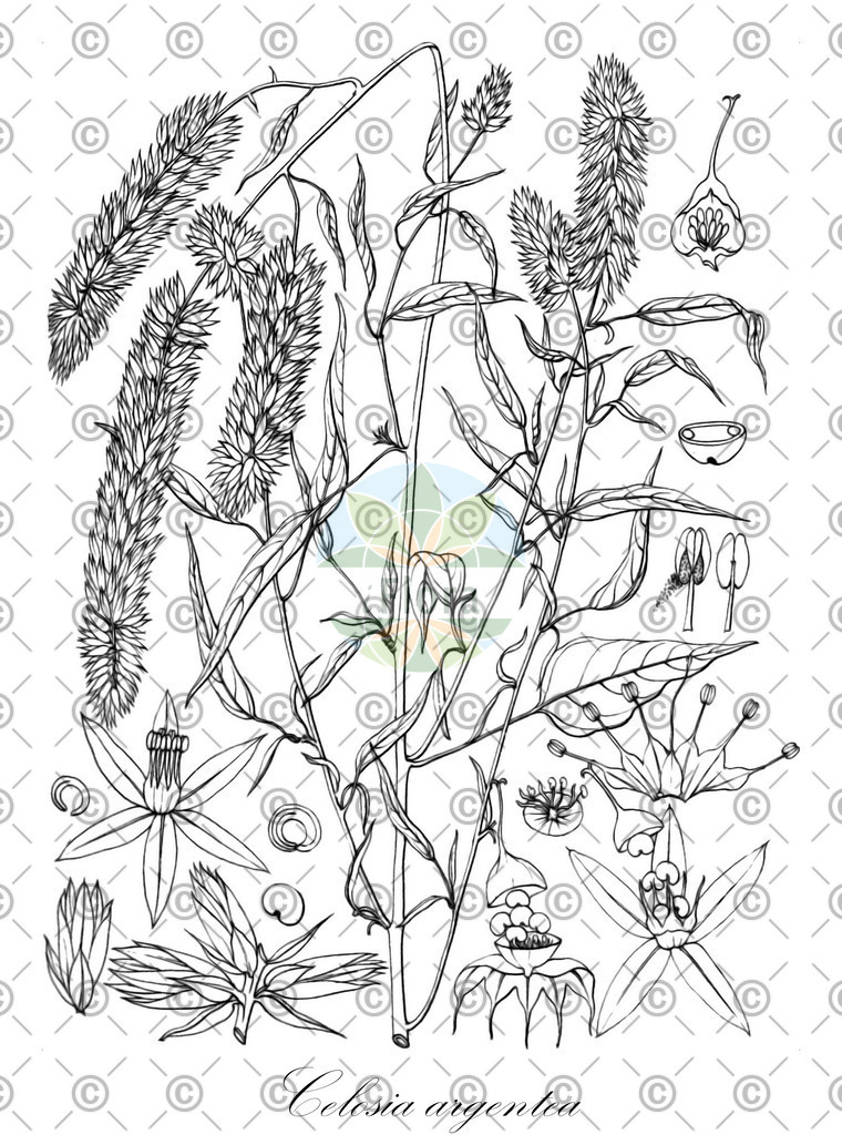 HistAbb_wfo-0000593019_2_ENZY_Simple | Historische Abbildung von Celosia argentea - Amaranthaceae (Silber-Brandschopf) | Historical Illustration of Celosia argentea - Amaranthaceae