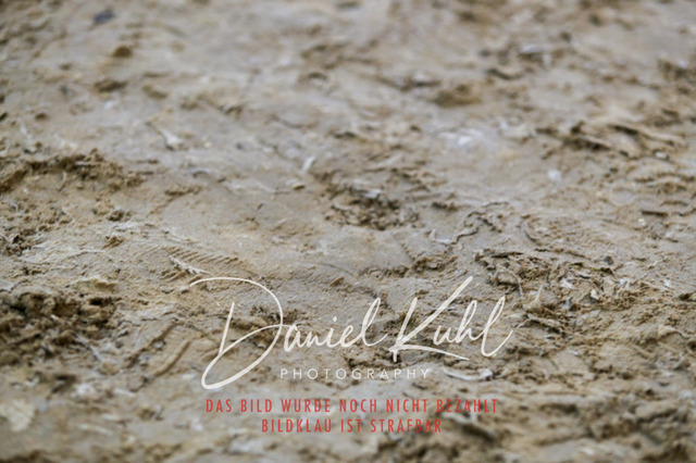 IMG_2336 | Turniersportfotografie; Pferdefotografie; Dressurfotografie