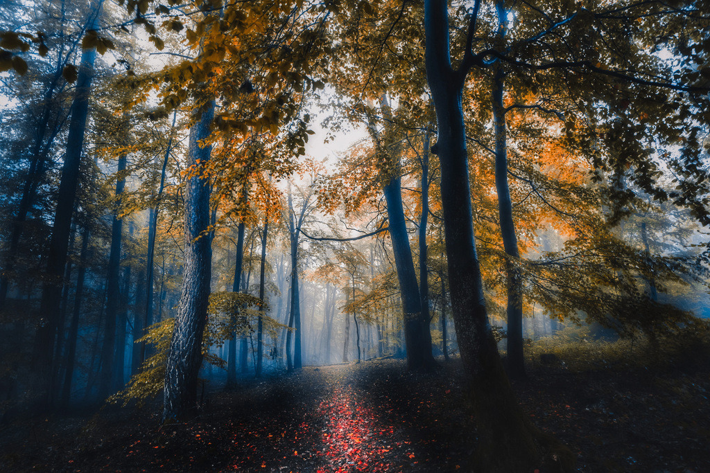 Märchenwald | die schönsten Bilder aus Wald und Wiese, sowie Streifzüge durch den Garten mit der gesamten Blumen & Insektenwelt.   - Realisiert mit Pictrs.com