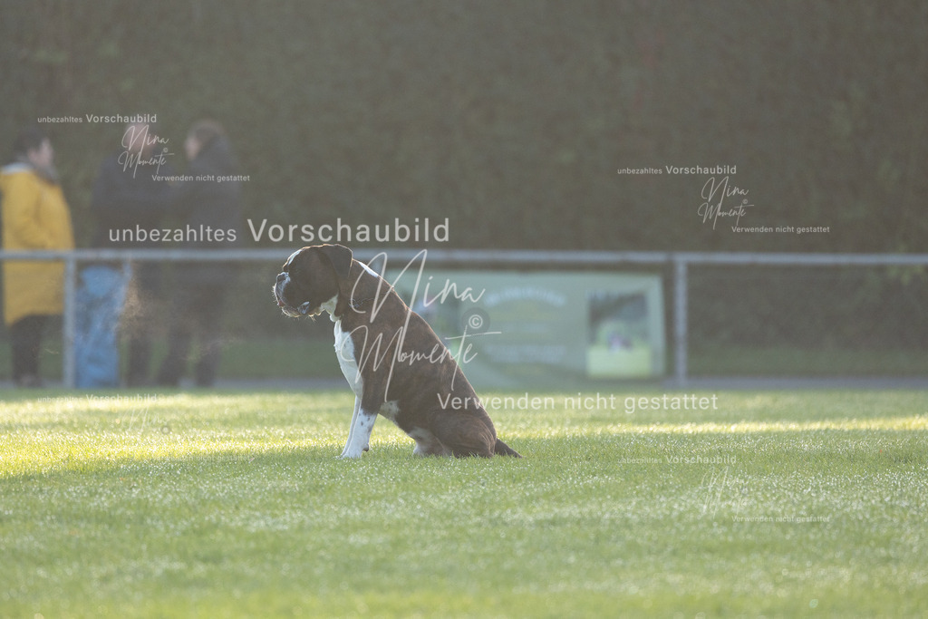 _16A6061 | Einzigartige Fotos von Hunden & Menschen –Actionfotos, Portraits, Vereinsaufnahmen & Paarshootings – authentisch, lebendig & mit Herz.