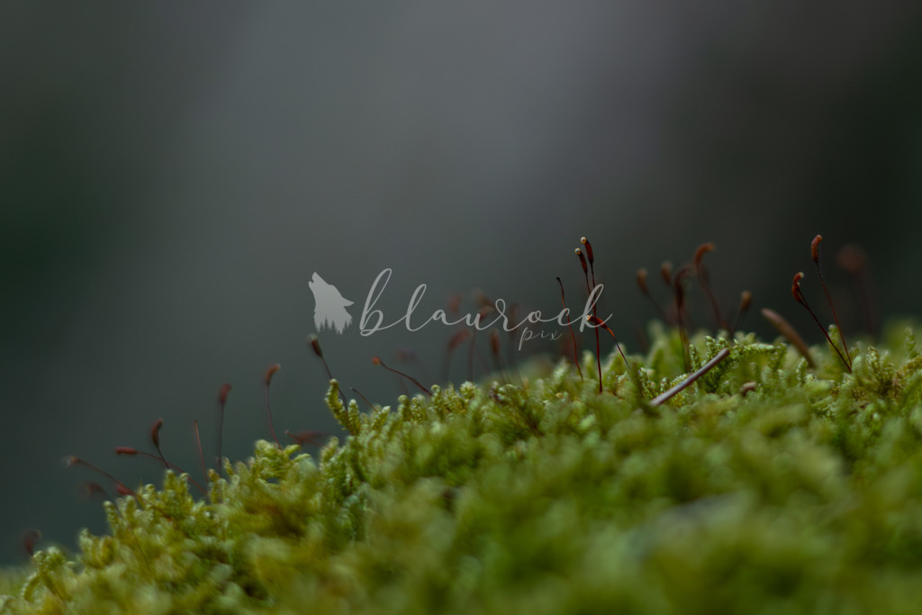 701A6935  | Sportbilder, Sportfotograf, Hochzeits- und Eventfotografin, Flugshows, Portraits und Tiershooting, Aviation, Downhill, Nationalleague, Swissleague, International