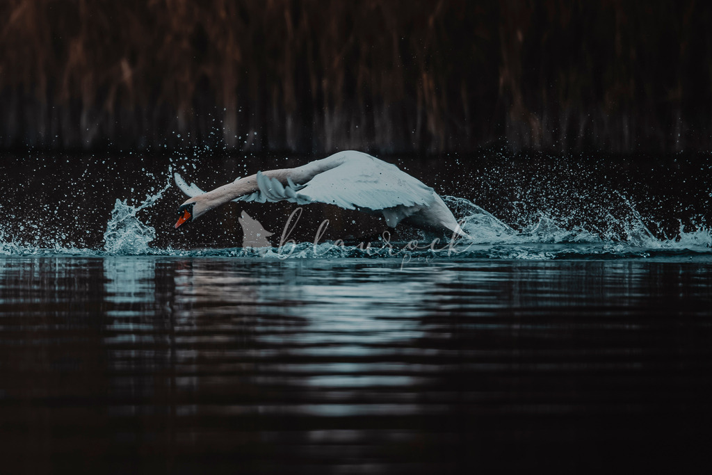 20260118-5445 | Sportbilder, Sportfotograf, Hochzeits- und Eventfotografin, Flugshows, Portraits und Tiershooting, Aviation, Downhill, Nationalleague, Swissleague, International