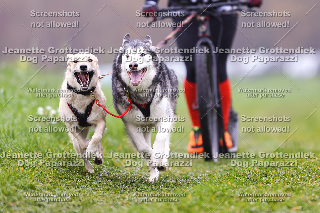 Dog Paparazzi - Visbeck 25 -123 | Dog Paparazzi Jeanette Grottendiek Fotografie & Videografie - Realisiert mit Pictrs.com